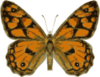 Monarch Butterfly Clip Art